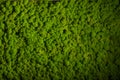 Reindeer moss wall, green wall decoration, lichen Cladonia rangiferina Royalty Free Stock Photo