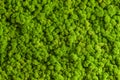 Reindeer moss wall, green wall decoration, lichen Cladonia rangiferina Royalty Free Stock Photo