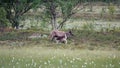 Reindeer mother with drinking calf near Messingen in Sweden