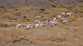 Reindeer on mountain in east fjords in Iceland Royalty Free Stock Photo