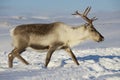 Reindeer in natural environment, Tromso region, Northern Norway Royalty Free Stock Photo