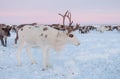 The reindeer in the Nenets reindeer herders camp