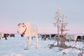 The reindeer in the Nenets reindeer herders camp Royalty Free Stock Photo