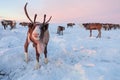 The reindeer in the Nenets reindeer herders camp