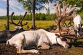 Reindeer in northern Mongolia Royalty Free Stock Photo