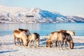 Reindeer in Northern Norway Royalty Free Stock Photo