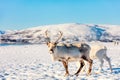 Reindeer in Northern Norway Royalty Free Stock Photo