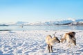 Reindeer in Northern Norway Royalty Free Stock Photo