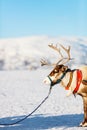 Reindeer in Northern Norway Royalty Free Stock Photo