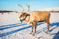 Reindeer in Northern Norway Royalty Free Stock Photo