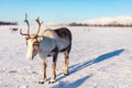 Reindeer in Northern Norway Royalty Free Stock Photo