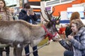 Murmansk, Russia - May 2, 2020:reindeer in a paddock at the zoo