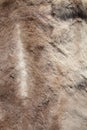 Reindeer pelt close-up texture Royalty Free Stock Photo