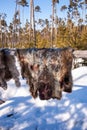 Reindeer pelt drying. Royalty Free Stock Photo