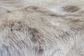 Reindeer pelt. Wild animal natural fur. Background texture Royalty Free Stock Photo