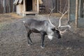 A reindeer in a pen.A deer in a zoo farm Royalty Free Stock Photo