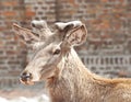 Reindeer portrait