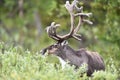 Reindeer portrait in forest