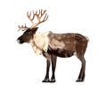 ReinDeer portrait from a splash of watercolor, colored drawing, realistic Royalty Free Stock Photo