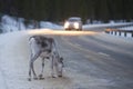 Reindeer portrait in winter snow time in lapland