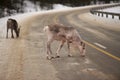 Reindeer portrait in winter snow time