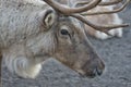 Reindeer portrait in winter time