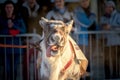 The Reindeer Racing Championship - Tromso 11. februar. 2018 - Tourist attraction - Saami sport Royalty Free Stock Photo