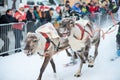 The reindeer racing - Tromso 2018 Royalty Free Stock Photo