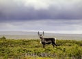 Reindeer (Rangifer tarandus)