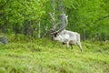 Reindeer (Rangifer tarandus) Royalty Free Stock Photo