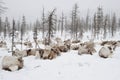 Reindeers. Winter. Yakutia.