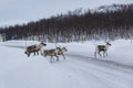 Reindeer (Rangifer tarandus)