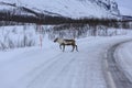 Reindeer (Rangifer tarandus) Royalty Free Stock Photo