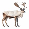 The reindeer Rangifer tarandus for the encyclopedia of animals of arctic, inhabitants. generative ai