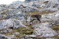 Reindeer-Rangifer tarandus on the tundra of Svalbard Royalty Free Stock Photo