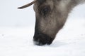 Reindeer, Rangifer tarandus, grazing, foraging in the snow on a windy cold winters day on a hill in the cairngorms national park, Royalty Free Stock Photo