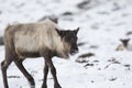 Reindeer, Rangifer tarandus, grazing, foraging in the snow on a windy cold winters day on a hill in the cairngorms national park, Royalty Free Stock Photo