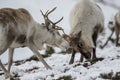 Reindeer, Rangifer tarandus, grazing, foraging in the snow on a windy cold winters day on a hill in the cairngorms national park, Royalty Free Stock Photo