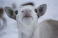 Reindeer, Rangifer tarandus, grazing, foraging in the snow on a windy cold winters day on a hill in the cairngorms national park, Royalty Free Stock Photo