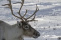 Reindeer, Rangifer tarandus, grazing, foraging in the snow on a windy cold winters day on a hill in the cairngorms national park, Royalty Free Stock Photo