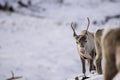 Reindeer, Rangifer tarandus, grazing, foraging in the snow on a windy cold winters day on a hill in the cairngorms national park, Royalty Free Stock Photo