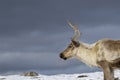 Reindeer, Rangifer tarandus, grazing, foraging in the snow on a windy cold winters day on a hill in the cairngorms national park, Royalty Free Stock Photo