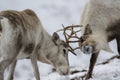 Reindeer, Rangifer tarandus, grazing, foraging in the snow on a windy cold winters day on a hill in the cairngorms national park, Royalty Free Stock Photo