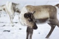 Reindeer, Rangifer tarandus, grazing, foraging in the snow on a windy cold winters day on a hill in the cairngorms national park, Royalty Free Stock Photo