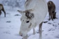 Reindeer, Rangifer tarandus, grazing, foraging in the snow on a windy cold winters day on a hill in the cairngorms national park, Royalty Free Stock Photo