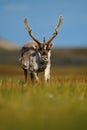 Reindeer, Rangifer tarandus, with massive antlers in the green grass, blue sky, Svalbard, Norway Royalty Free Stock Photo