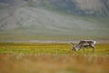 Reindeer, Rangifer tarandus, with massive antlers in the green grass and rock hill, Svalbard, Norway. Wildlife scene from north of Royalty Free Stock Photo