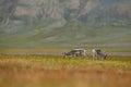 Reindeer, Rangifer tarandus, with massive antlers in the green grass and rock hill, Svalbard, Norway. Wildlife scene from north of Royalty Free Stock Photo