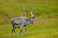 Reindeer, Rangifer tarandus, with massive antlers in the green grass, Svalbard, Norway Royalty Free Stock Photo