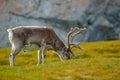 Reindeer, Rangifer tarandus, with massive antlers in the green grass, Svalbard, Norway. Svalbard deer on the meadow in Svalbard. Royalty Free Stock Photo